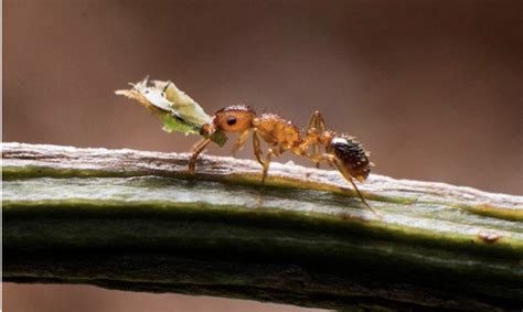 家中螞蟻很多 61年次生肖